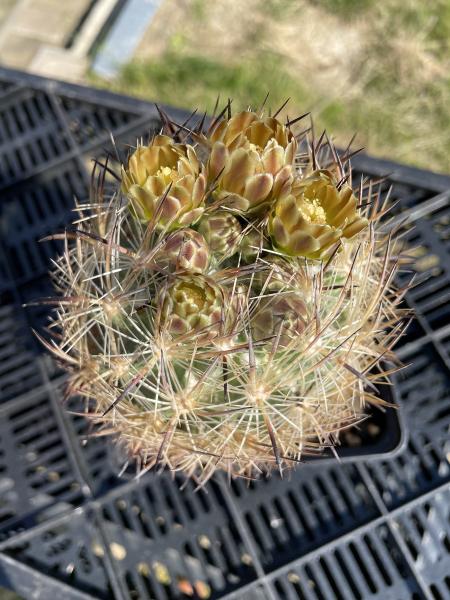 Echinomastus laui
